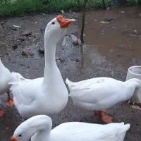 تخم نطفه دار غوقاز لیندا سفید