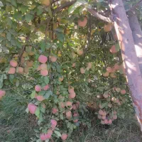 سیب|خوردنی و آشامیدنی|شیراز, سجادیه|دیوار