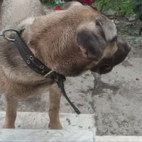 توله سگ ماده پژدر