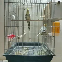 عروس هلندی|پرنده|بروجرد, |دیوار