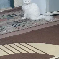 گربه ماده فقط فقط برای جفتگیری|گربه|خرم‌آباد, |دیوار