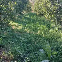 فروشی یک باغ سیب به متراژ ۲۰۰۰ متر|فروش زمین و ملک کلنگی|سیلوانه, |دیوار