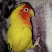 طوطی برزیلی