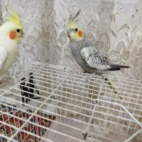 عروس هلندی دستی|پرنده|مشهد, وحید|دیوار