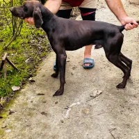 پوینتر آلمان