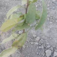 زمین-1000-متری-صالح-آباد