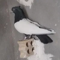 سینه سیاه. کله زرد. طوقی