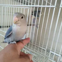 طوطی برزیلی دستی