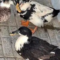 ۲ عدد اردک ماده تخم گذار بالغ|حیوانات مزرعه|شیروان (خراسان), |دیوار