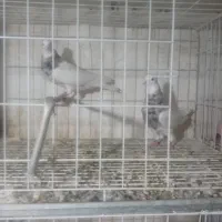 ۲عدد طوقی ماده درجه ۱|پرنده|دره شهر, |دیوار