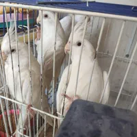 جوجه چندروزه عروس هلندی آلبینوتا بالغ آماده