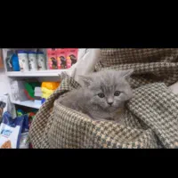 گربه اسکاتیش فولد|گربه|کرمان, |دیوار