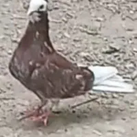 کبوتر شازده ، مژدگانی خوب میدم