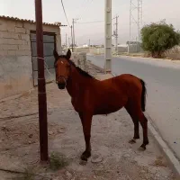 کره اسب مادیون|اسب و تجهیزات اسب‌سواری|بندر گناوه, |دیوار