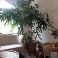 گل زیبای امستل دوتا تنه تابیده شده