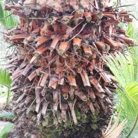 فروش گل سیکاس در رشت بزرگ و کوچک