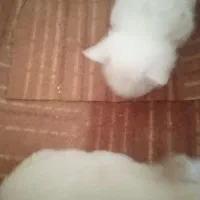 پامرین سایزصفر|سگ|قم, شهدا|دیوار