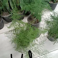 همایش ویژه گل و گیاه|گردهمایی و همایش|مشهد, حیدرآباد|دیوار