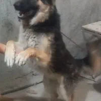واگذاری سگ ژرمن شپرد