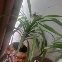 گل  برای مجتمع های عمومی، آپارتمان، خانه و غیره