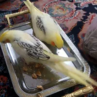 دوکت لوتیتو دستی