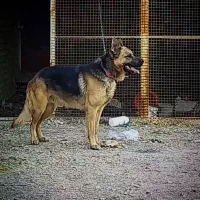 سگ ژرمن|سگ|مبارکه, |دیوار