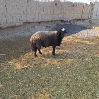 دوعدد قوچ افشاری درجه یک فروشی|حیوانات مزرعه|اصفهان, بوستان ناژوان|دیوار