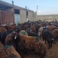 فروش گوسفند زنده در شهریار