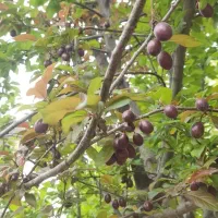 نهال میوه و زینتی