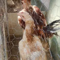 خروس ومرغ لاری جوان