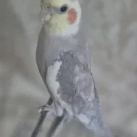 عروس هلندی نر سخگو