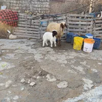 میش بره جوان مهربانی . بره نر سرحال به شرط