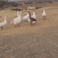 غاز بیلوار|حیوانات مزرعه|بیلوار, |دیوار