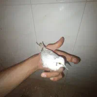 پرنده