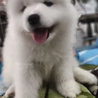 سامویید، دوست باوفای من|سگ|مشهد, وکیلآباد|دیوار