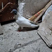 توقی.گوباش.کلفه