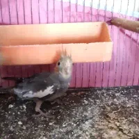 عروس هلندی|پرنده|کارون, |دیوار