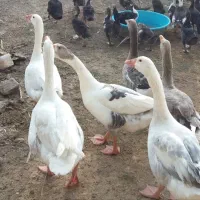 تخم غاز نطفه داروخوراکی