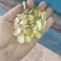 باقله