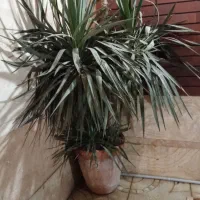 گل طبیعی مناسب حیاط یا ویلا|گل و گیاه طبیعی|اراک, |دیوار