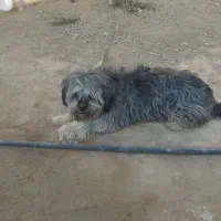 از بی جای|سگ|ایزدخواست, |دیوار