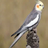 واگذاری عروس هلندی