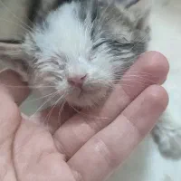 بچه گربه بیمادر رایگان