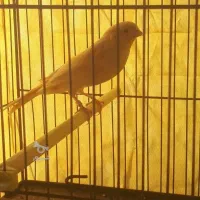 انواع قناری کوتاه بلند خون