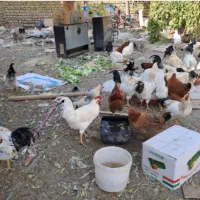 فروش خروس گلپایگانی برهما و سلطان|حیوانات مزرعه|هشتگرد, هشتگرد قدیم|دیوار