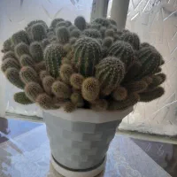 کاکتوس کمیاب|گل و گیاه طبیعی|بروجرد, |دیوار