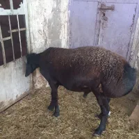 بره کاوه  چینی|حیوانات مزرعه|دهدشت, |دیوار