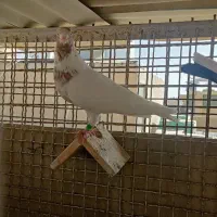 کبوتر کفتر جفت ماهرو کاشان و دوتاماده سوسکی و سفید|پرنده|اصفهان, شیخ اشراق|دیوار