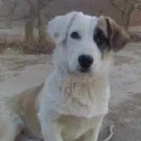 سگ گم شده