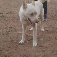 سگ هاسکی نر|سگ|چناران, |دیوار